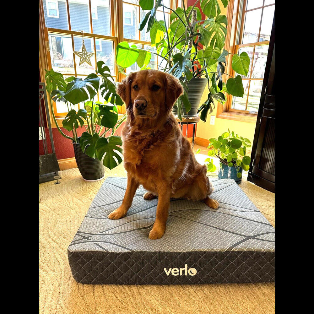 Verlo Mattress for Pets Size Small V5 Pet Dog/Cat Bed